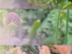 -上海辰山植物园