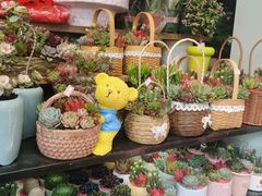 -溪岸路花鸟市场