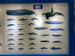 -上海海洋大学鱼文化博物馆(军工路校区)