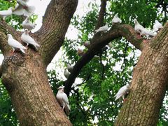 -西湖外事游船(湖滨二公园外事游船码头)