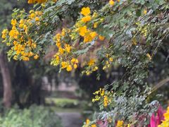 -广西壮族自治区药用植物园
