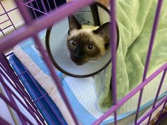 -喜多萌中农锦绣动物医院24H·猫科·牙科MRI·CT