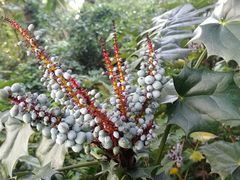 -广西壮族自治区药用植物园