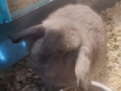 -青石桥花鸟鱼虫市场(叠翠城店)