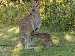 -费瑟代尔野生动物园