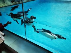 -珠海长隆海洋王国