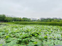 -前关湿地公园
