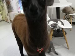 -我爱猫咪·猫咖·狗咖·安哥拉兔·羊驼咖(小寨华旗店)