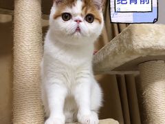 -瑞鹏宠物医院华南总院·夜诊·心脏科·骨科