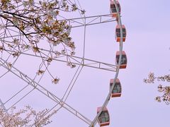 -顾村公园