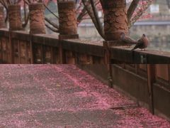 -望江楼公园