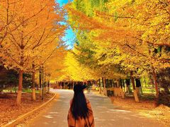 -长白岛森林公园