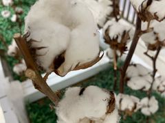 -Purcotton全棉时代(环宇城店)