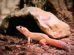 -帕帕拉兹宠物(亚洲旗舰店)