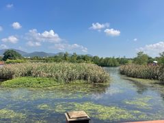 -芒洲湿地公园