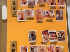 -南京Hallo宠物乐园·哈罗犬舍·柴犬繁育基地