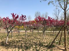 -大兴滨河森林公园