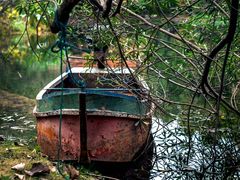 -上海共青森林公园