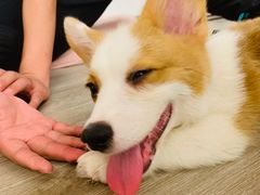 -浣熊柯尔鸭土拨鼠·电玩咖