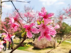 -广州市帽峰山景区