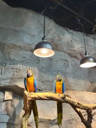 -Zoolung Zoolung动物主题公园(海信广场店)