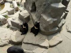 -石家庄市动物园