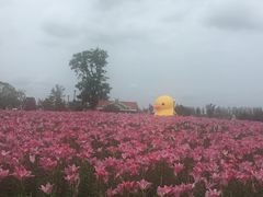 -荷兰花海