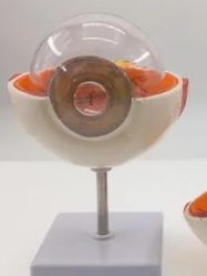-睿宝儿科·眼科·口腔(杨浦新江湾城店)