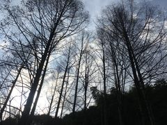 -杨家堂村