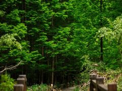 -桤木河湿地公园