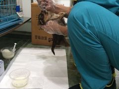 伟伟宠物医院-伟伟宠物医院·CT影像中心·瑞派犬猫综合性门诊(汉口总院)