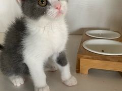 -东方名猫馆·英短金渐层布偶猫舍(环线广场1号楼店)