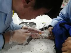 -宠爱国际动物医院·疑难骨科·心肾内科·皮肤科(太阳宫店)