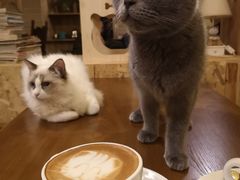 -猫色咖啡·猫咖