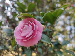 -中国科学院华南植物园