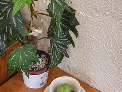 -绿小院(荔湾店)
