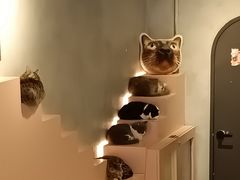 -猫儿山۰猫主题餐厅