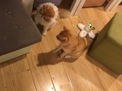 -Cappucimeow猫咪咖啡馆(韦伯时代店)