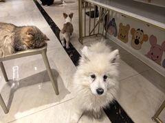 -滚猫咖啡·猫咖·猫友好撸猫(未来城店)