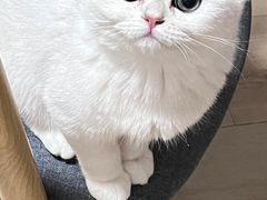 -喵zoo家庭繁育猫舍(尖东智能花园店)