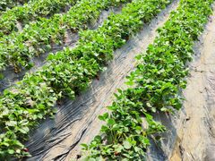 -田趣农庄草莓采摘园