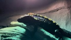 -Zoolung Zoolung动物主题公园(海信广场店)