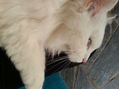 android_upload_pic-Anne猫窝咖啡屋