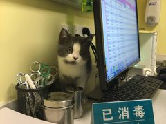 -派联宠物医院·24h·CT·异宠