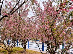 -高东镇樱花园