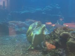 -涛·海底餐厅·美人鱼·自助餐·海底隧道(三亚海棠湾洲际度假酒店)
