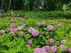 -上海共青森林公园