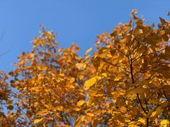 -北京西山国家森林公园