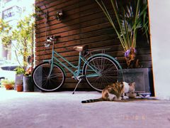 -猫里有甜