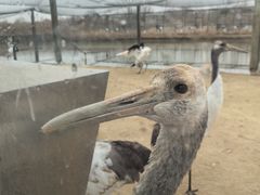 -盐城丹顶鹤湿地生态旅游区